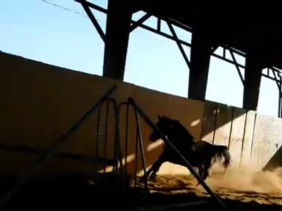 kouron Z 4 ans saut lib bien