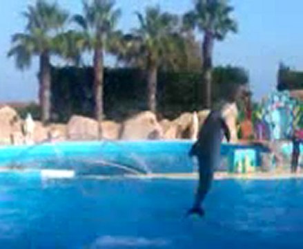 Le Spectacle des dauphins de Marineland septembre 2011