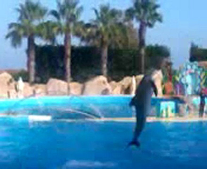 Le Spectacle des dauphins de Marineland septembre 2011