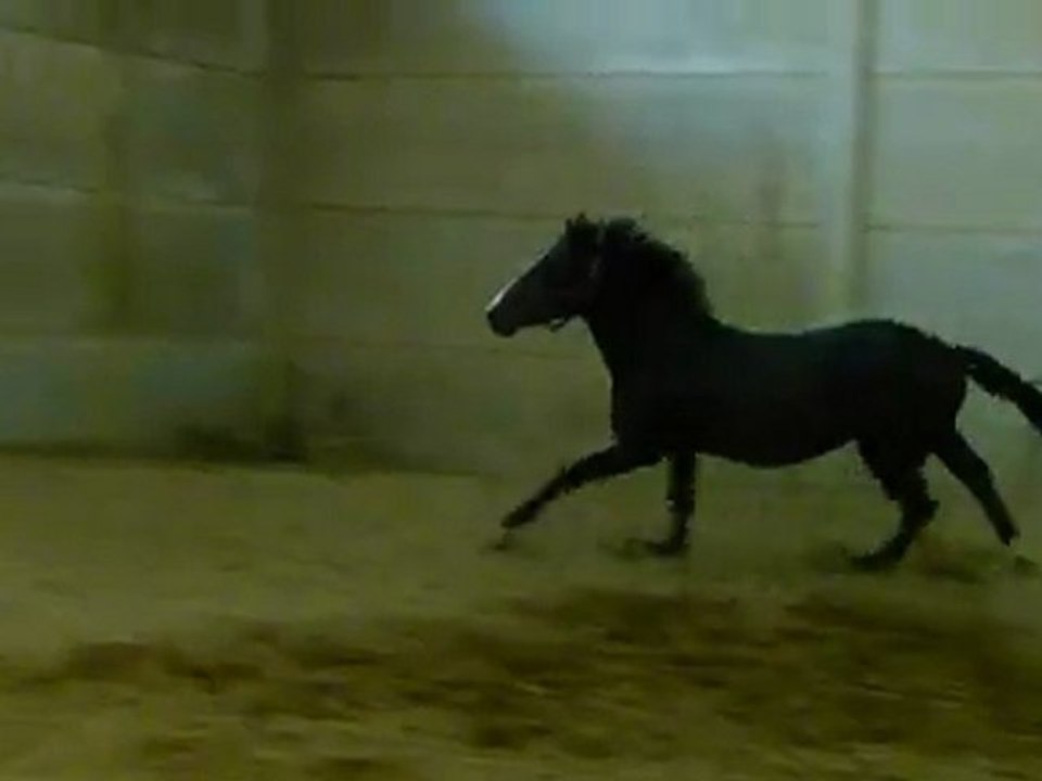 ckianty galop lib