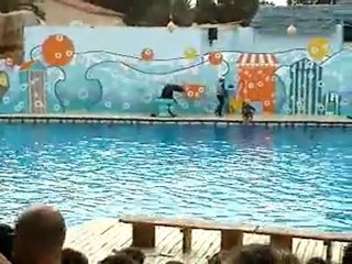 Les otaries de Marineland