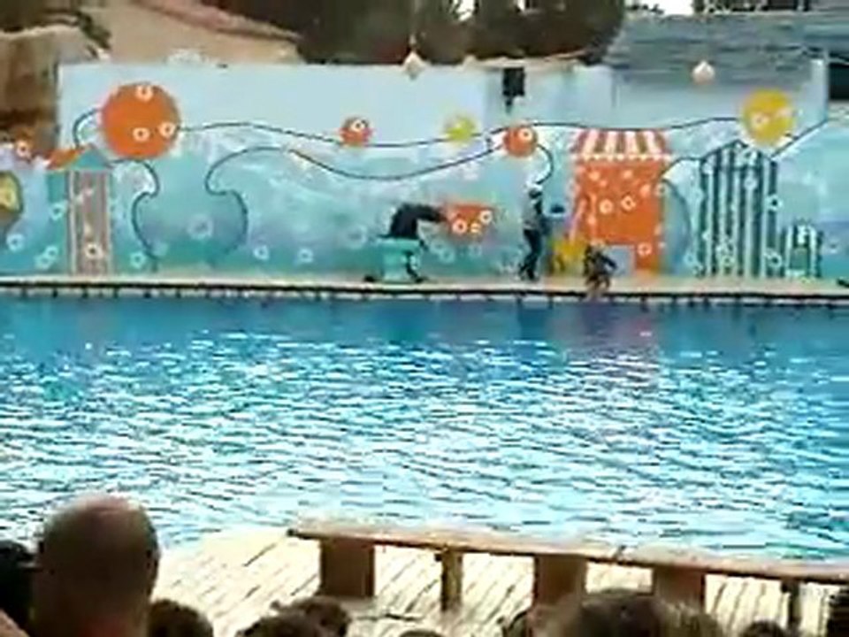 Les otaries de Marineland