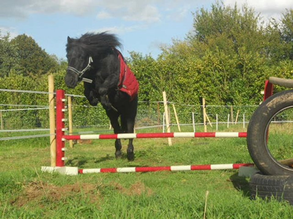 4 poneys extra