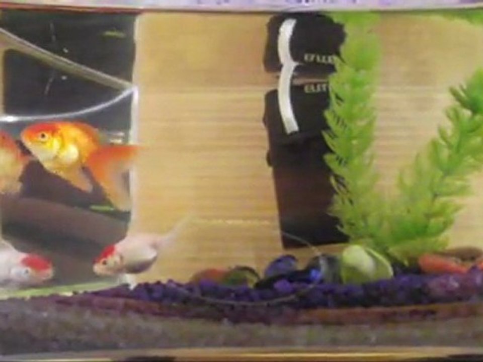 mes poissons tête de lion et écailles perlées