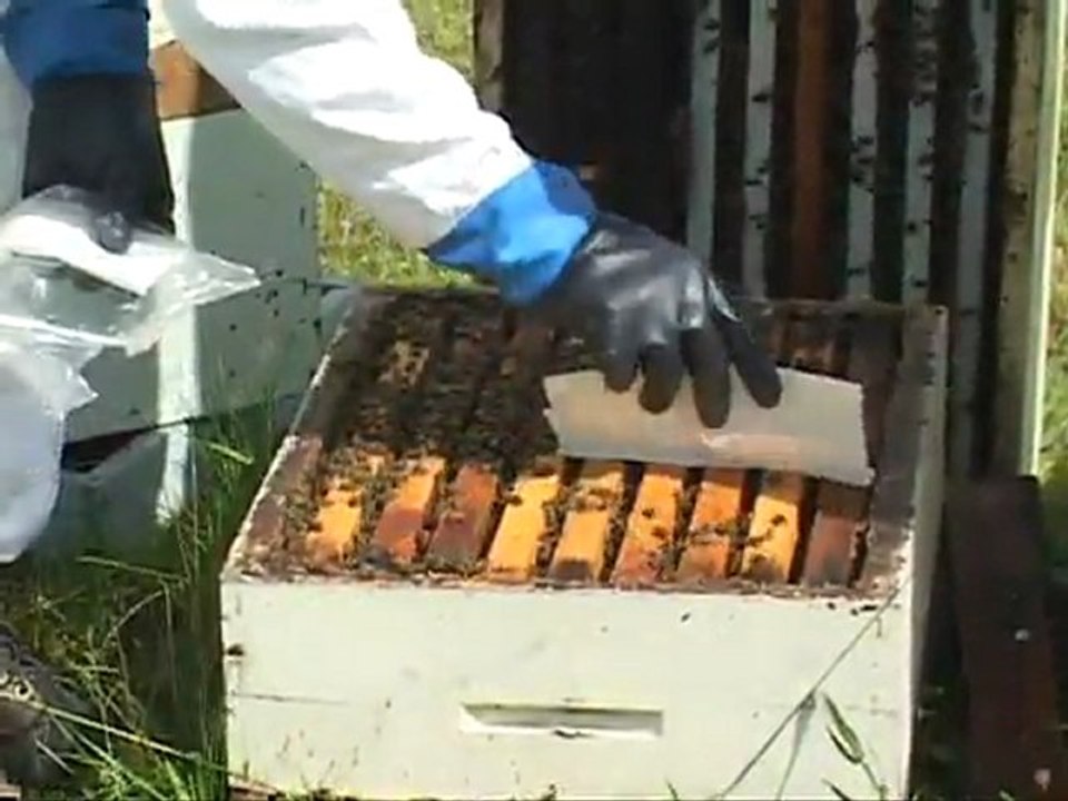 Mite-Away Quick Strips (MAQS) Application Method