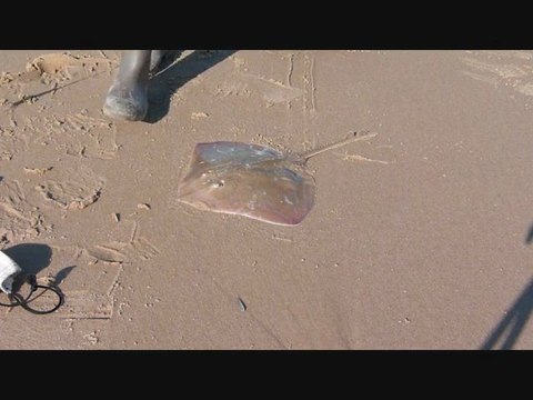 Pêche à Carcans 23-09-2011 (2)