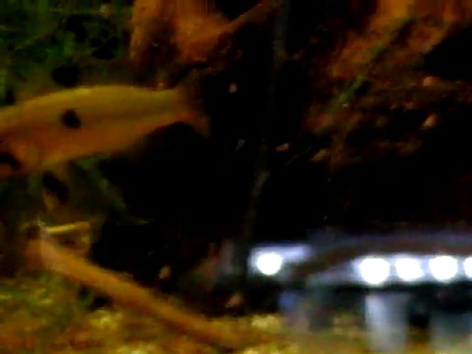 alevins_apistogramma_abacaxis3
