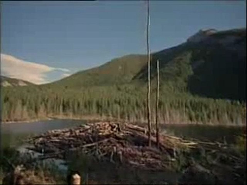 Kunduzlar 2