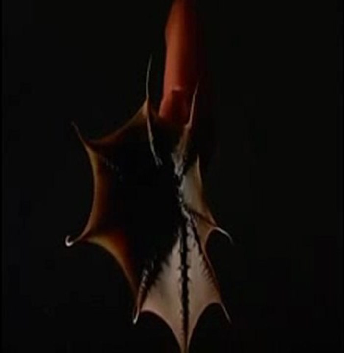 Denizaltının en şaşırtıcı ışıklı canlıları