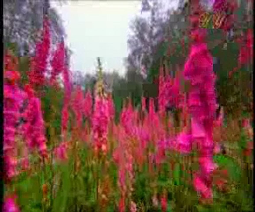 Hz. Mehdi (a.s.)'nin yaşı