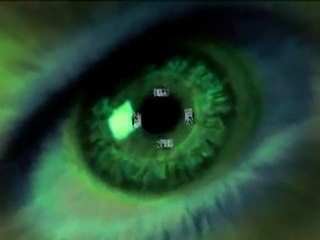 Yankee Berger Blanc Suisse de 2 mois