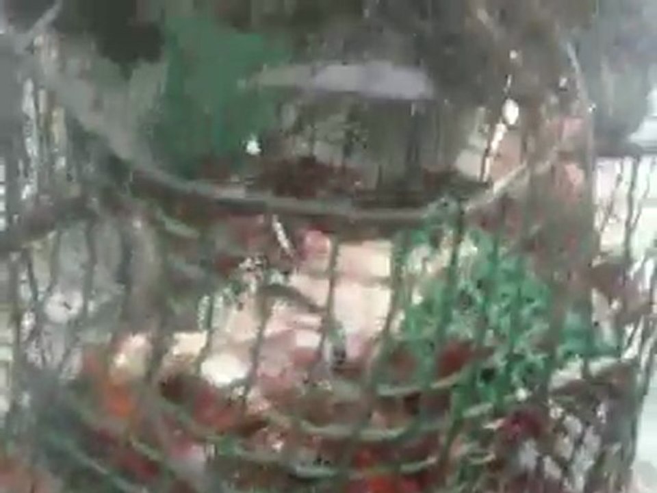 Catch and release