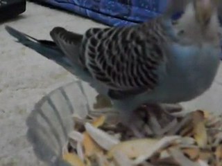 boncuk un çekirdek keyfi