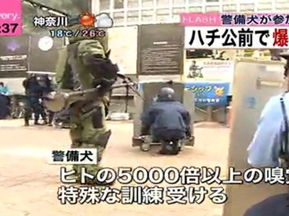 hachiko tero