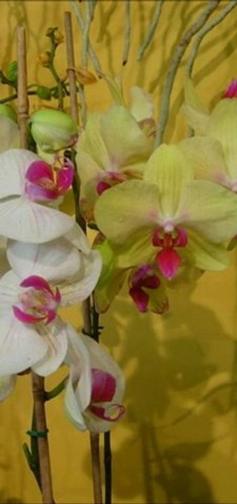 Quem eu quero não me quer- Paulo Ribeiro