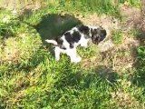 Cockers Spaniel Anglais sous les rayons du Soleil