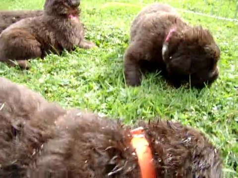 chiots bonny élevage de VALOYAN TERRE NEUVE MARRON BRONZE 25.09.2011