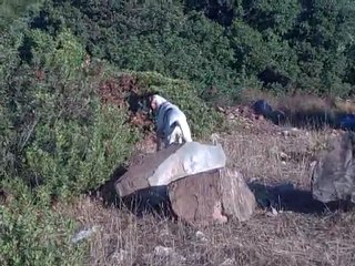 ''ŞİMA'' FERMA VİDEO 2011 BILDIRCIN .