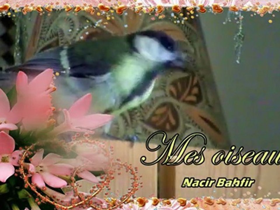 Mes Oiseaux - Mésange Charbonnière