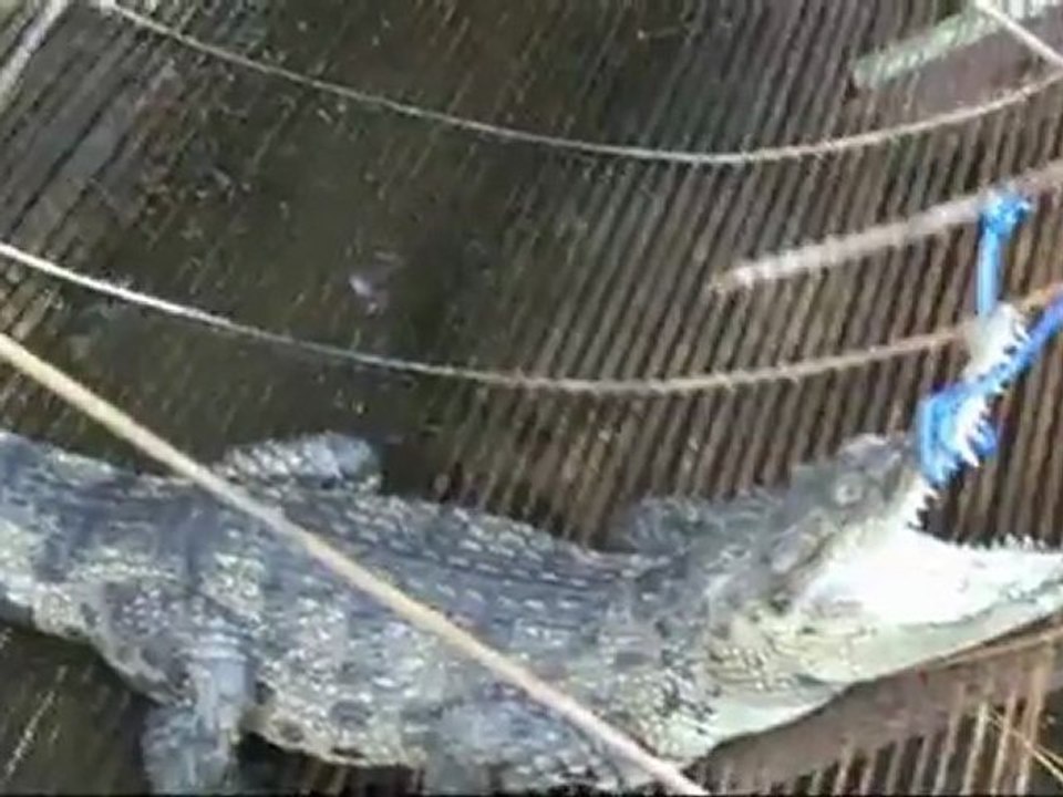 Andrew and his dad catch a croc
