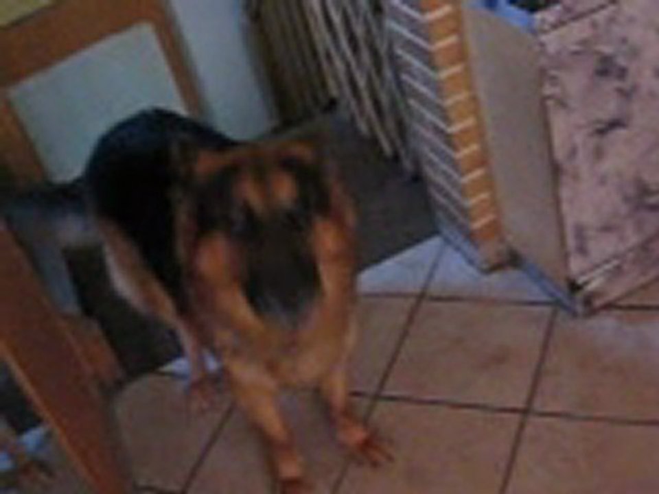 Ramassage de poils chez les aldeutsche shaferhound ;-)