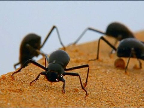 SUPERSTRUCTURES ANIMALES - LES MATERIAUX