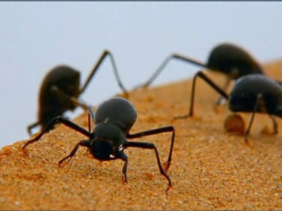 SUPERSTRUCTURES ANIMALES - LES MATERIAUX