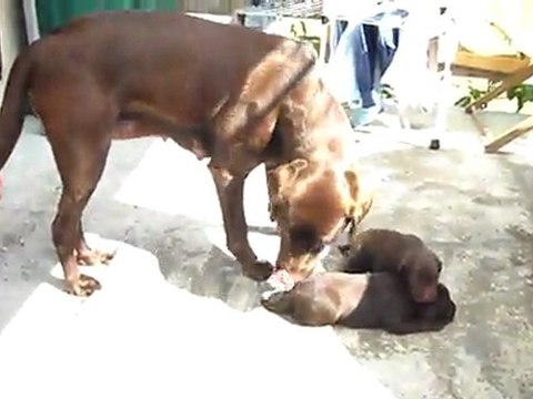 des mouettes?? non, juste des petits labradors inquiets de quitter leur enclos