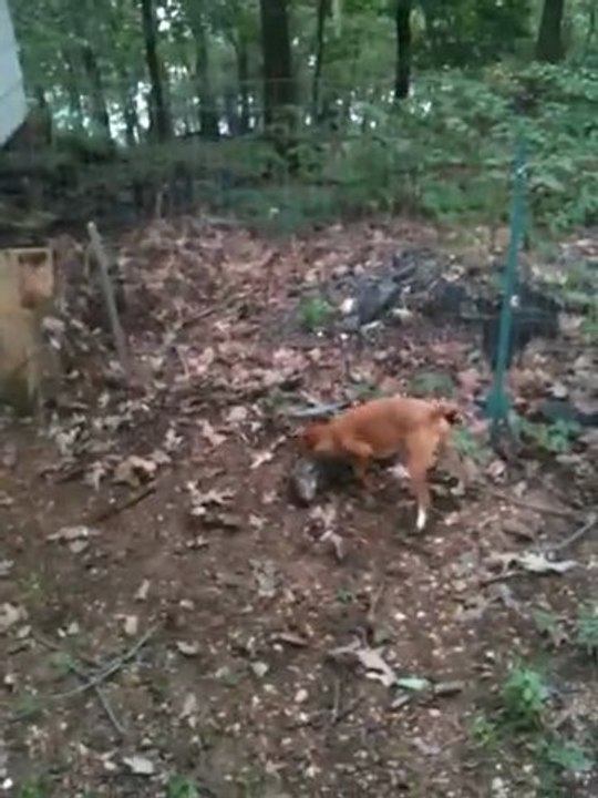 Waldo 2 Groundhog 0