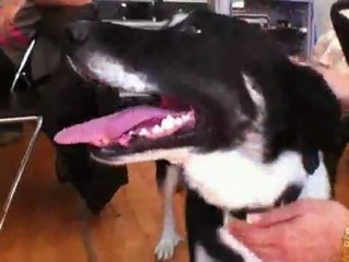 Festival de Loire 2011 : Virgule, la patte animal du festival de Loire