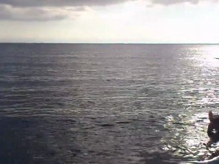 Dog on Repino Beach in St. Petersburg