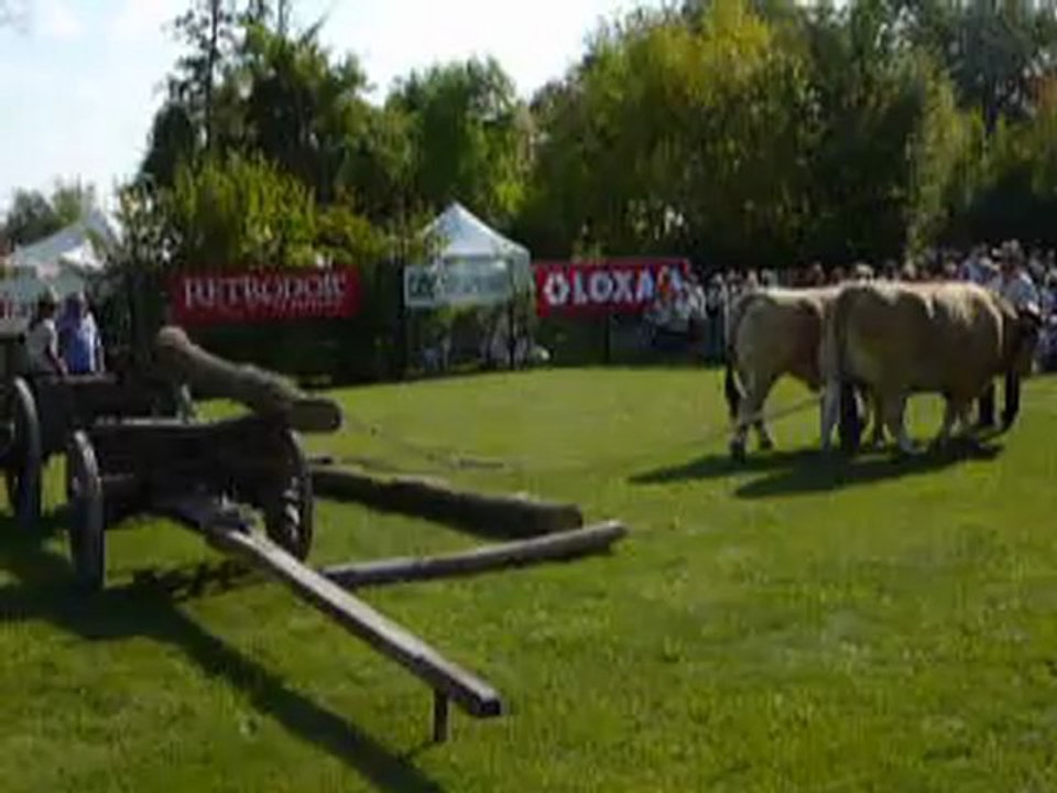 Les boeufs & le tronc d'arbre