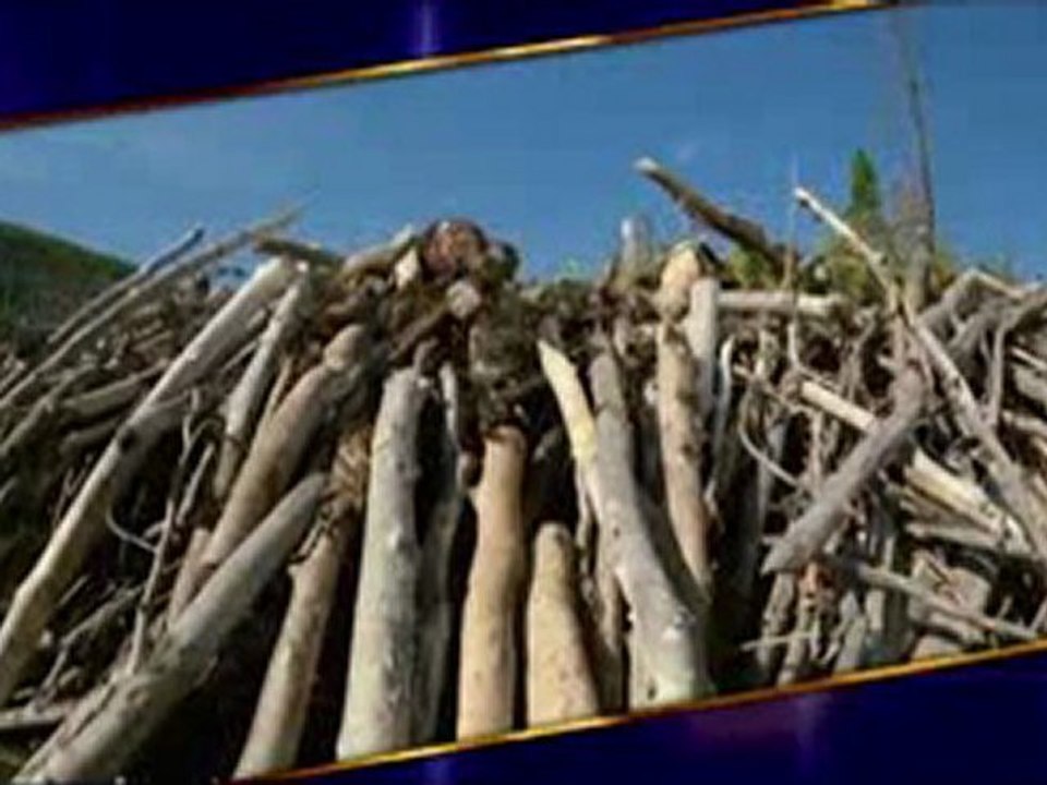 Baraj inşa eden kunduzlar