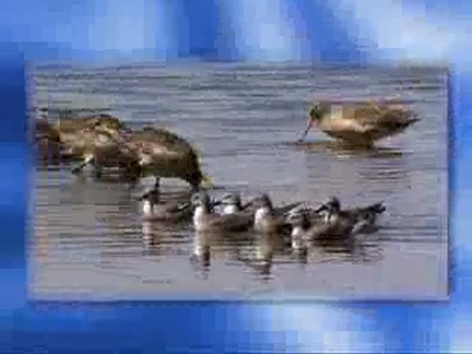 Buz sudan daha hafiftir