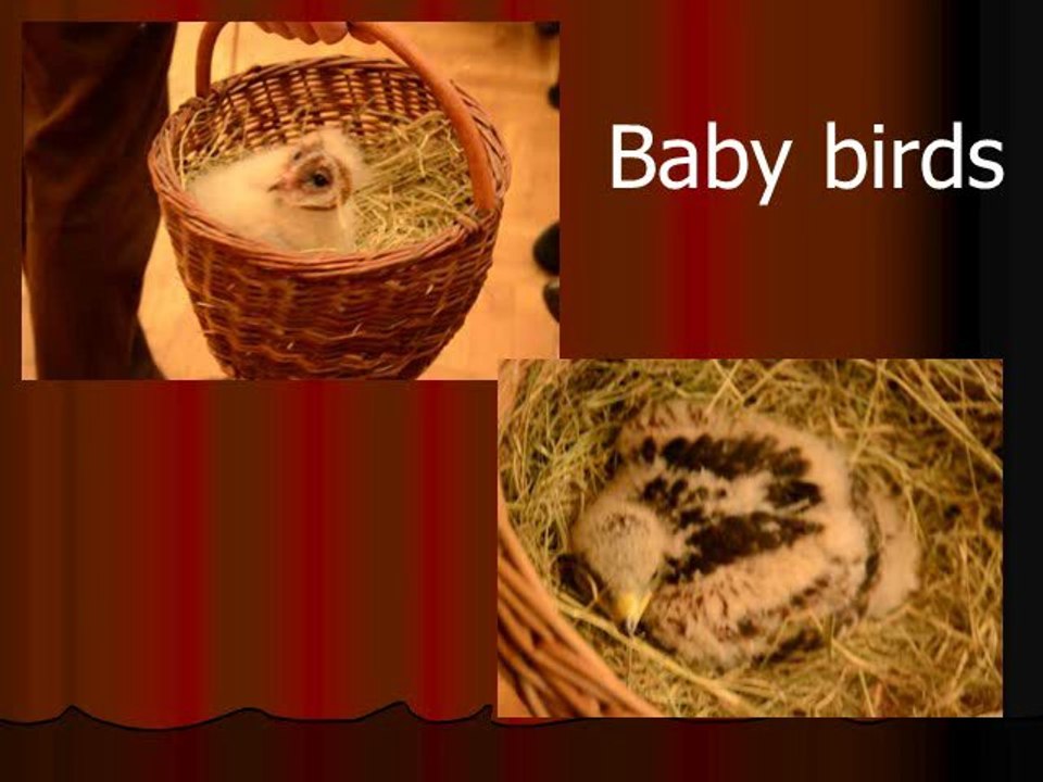 Day 3 Birds 2