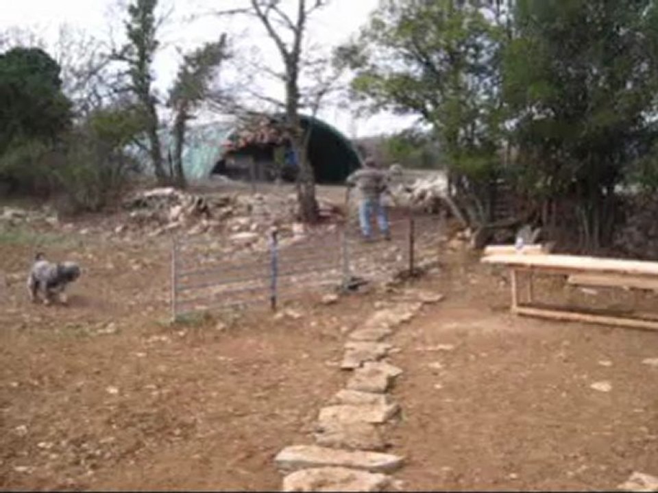 Les chiens du berger