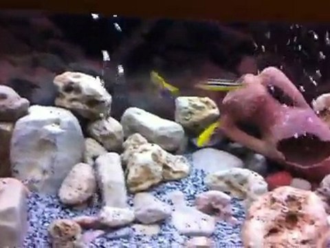 Bac Cichlidés Malawi Final