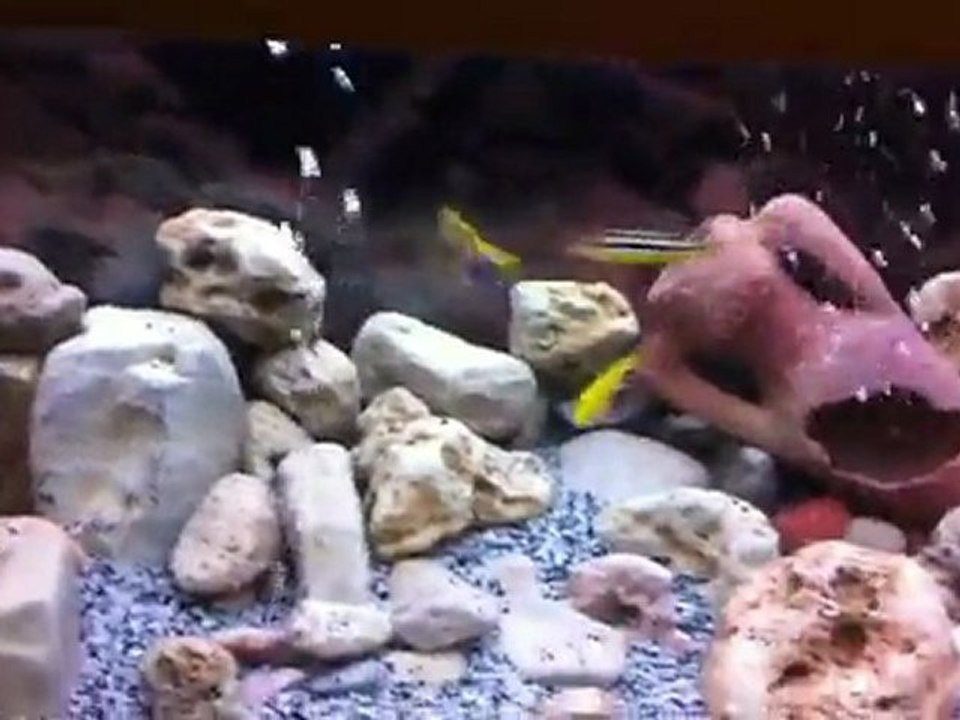 Bac Cichlidés Malawi Final