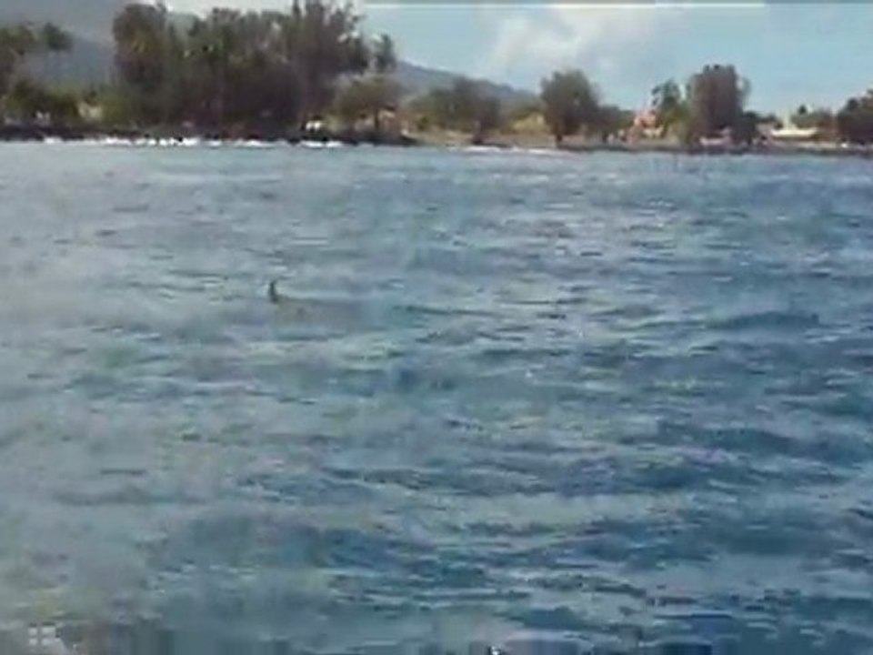 Sortie dauphins
