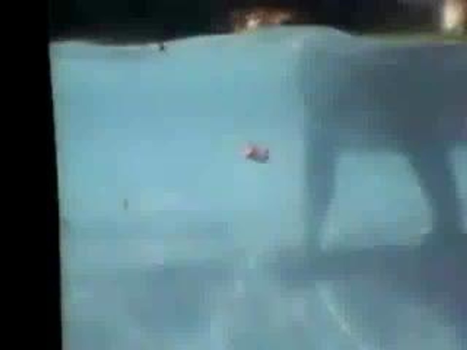 water_tiger2