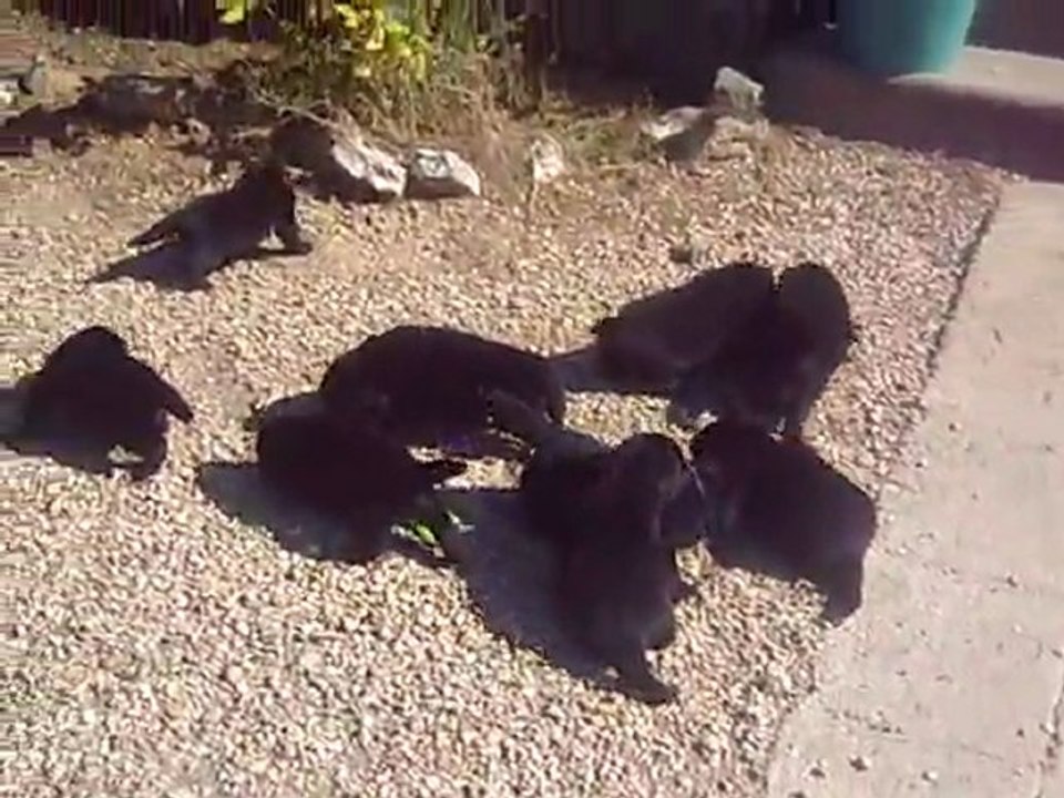Les Bébés de Jade et Joy