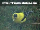 Finches - Get Your FREE Finches Guide Here!