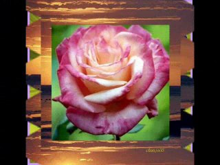 je dors sur des roses