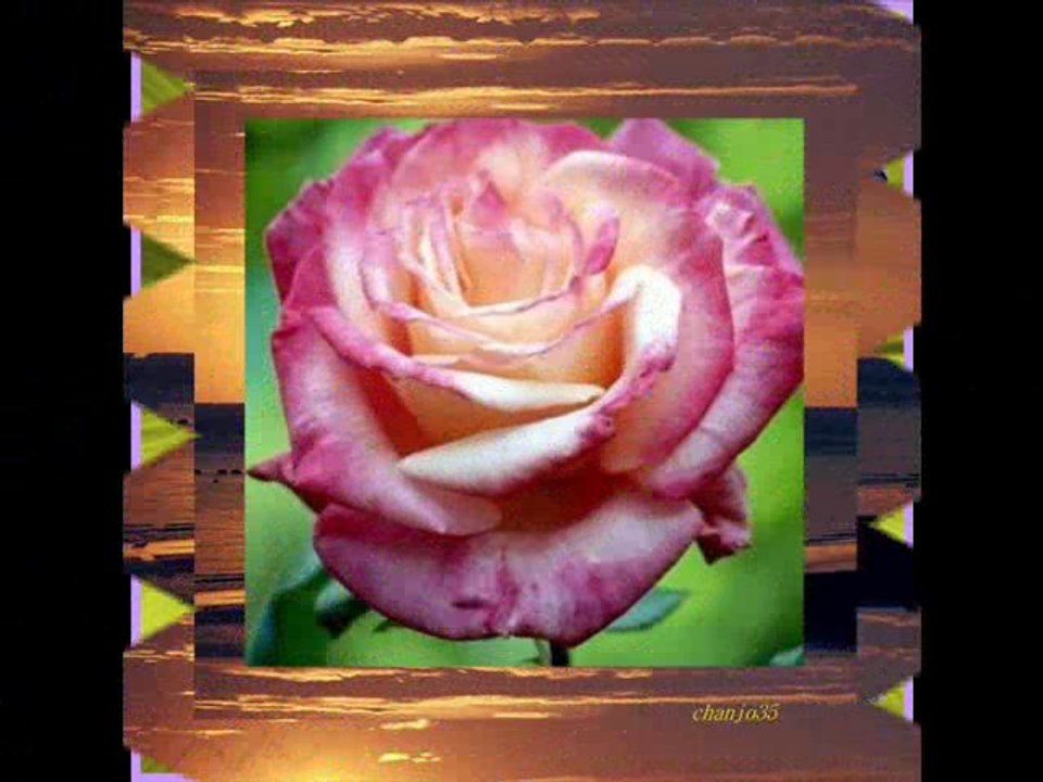 je dors sur des roses