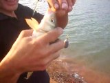 kazan göleti balık salımı