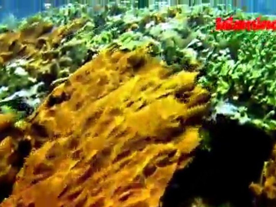 Surat 93 -100 Idris Akbar