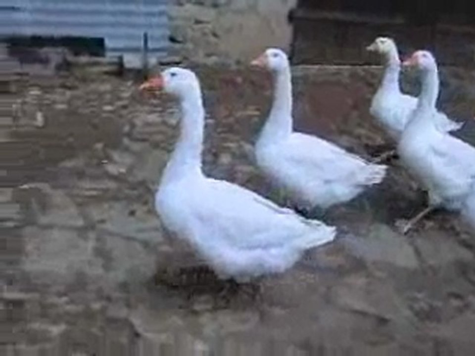 CRUEJOULS , un petit village bien paisible !!!!