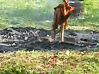 Ekrem Aydin in Bahcedeki  Teneke li Gril Keyfi. 2