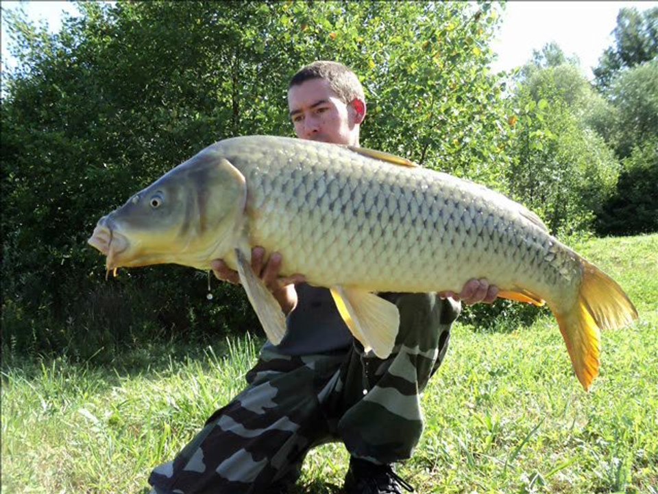 diapo carpes