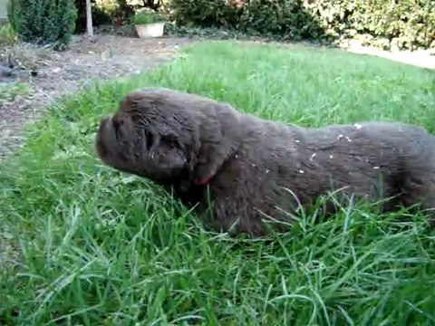 chiots bonny élevage de VALOYAN TERRE NEUVE MARRON BRONZE 26.09.2011